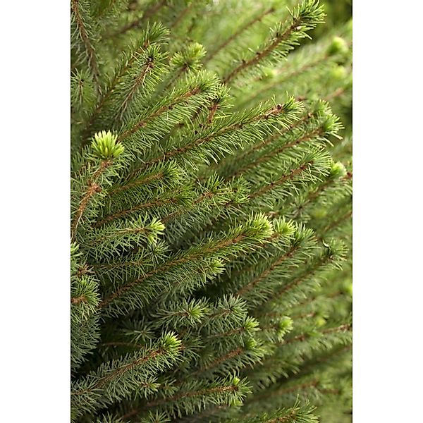 Picea Omorika Serbische Fichte 80–100 cm günstig online kaufen