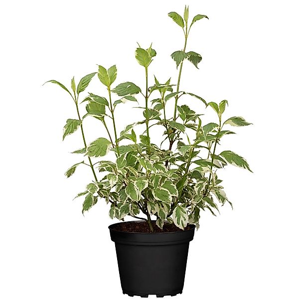 Hartriegel Elegantissima Weiß Höhe ca. 40 - 60 cm Topf ca. 3,5 l Cornus günstig online kaufen