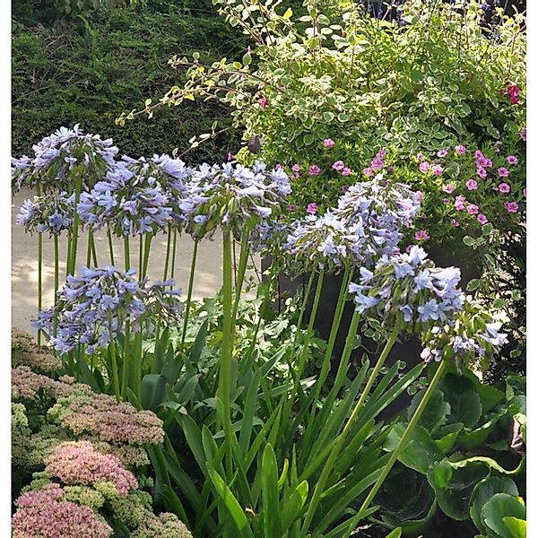 Liebesblume Schmucklilie Twister - großer Topf - Agapanthus africanus günstig online kaufen