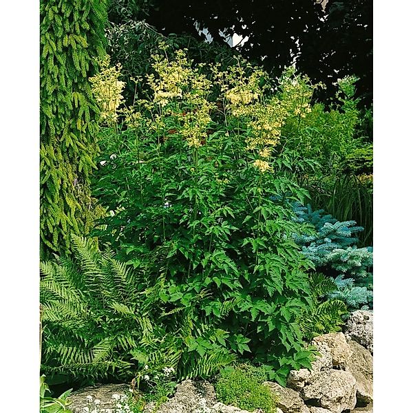Filipendula Ulmaria Mädesüß Ca. 9x9 cm Topf günstig online kaufen