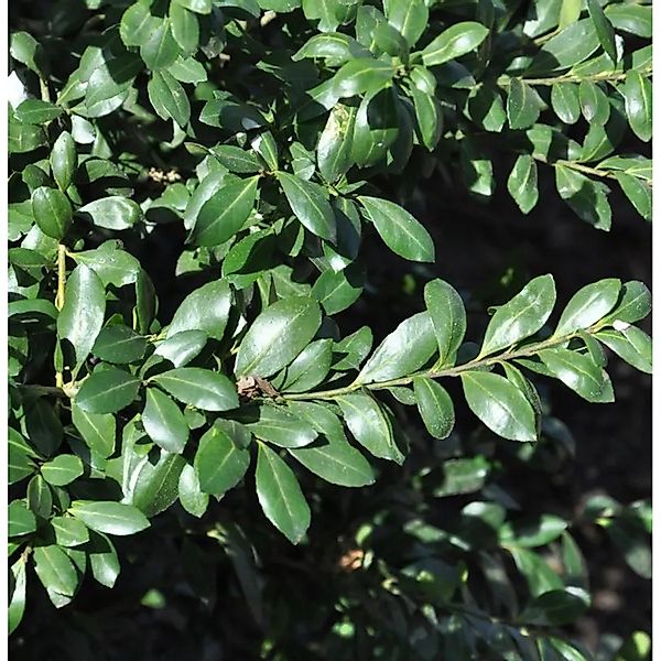 Japanische Stechpalme Strong Caroline 60-80cm - Ilex crenata günstig online kaufen