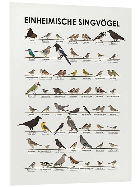 Posterlounge Poster Iris Luckhaus, Einheimische Singvögel, günstig online kaufen