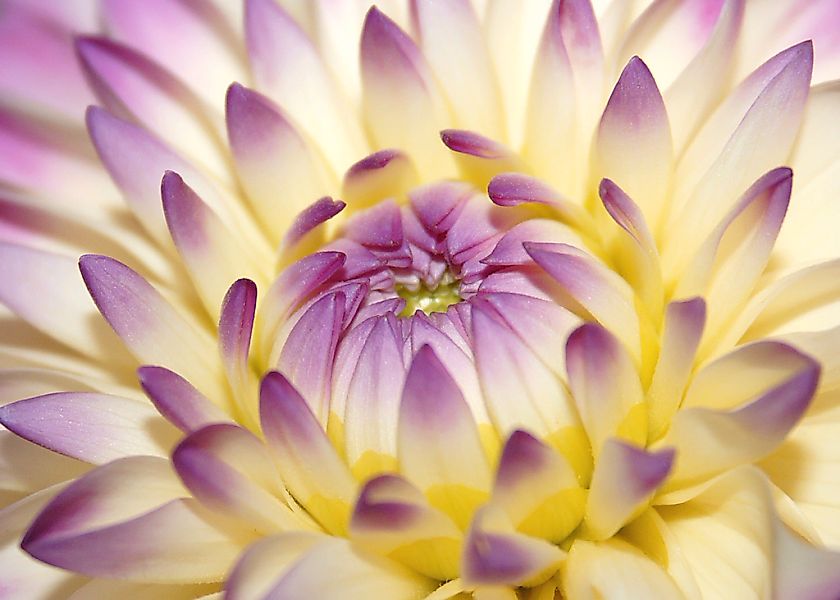 Papermoon Fototapete "Macro Pink Flower" glatt günstig online kaufen