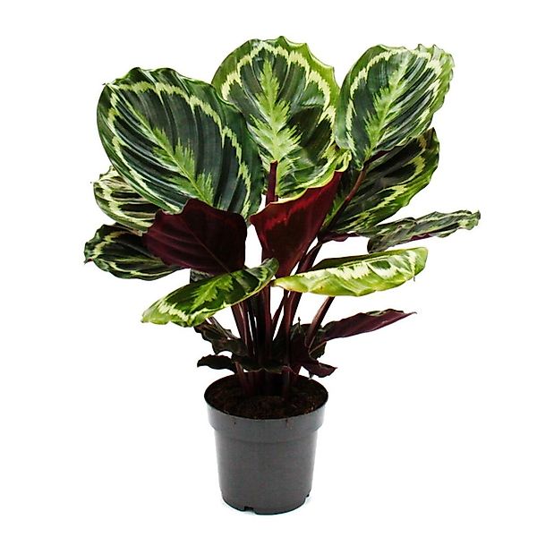 Exotenherz Zimmerpflanze Schattenpflanze mit ausgef. Blattmuster Calathea M günstig online kaufen