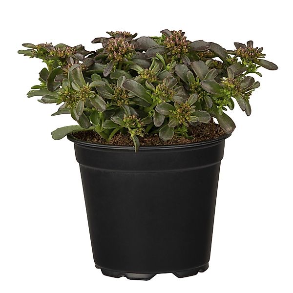 GROW by OBI Fettblatt Spot on Pink Höhe ca. 20 cm Sedum spurium günstig online kaufen