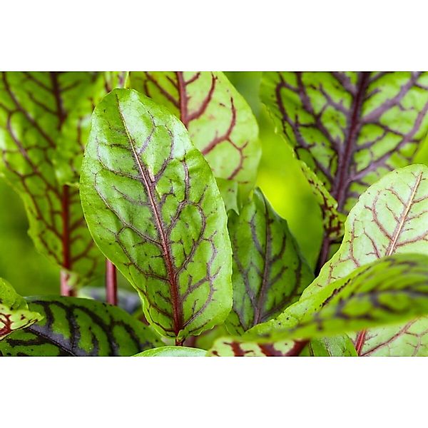 Rumex Acetosa Wiesen Sauerampfer Ca. 9x9 cm Topf günstig online kaufen
