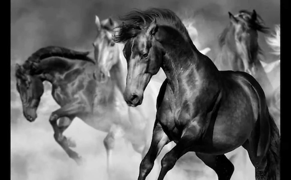 Papermoon Fototapete »Pferde Schwarz & Weiß« günstig online kaufen
