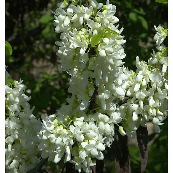 Kanadischer Judasbaum Shirobana 30-40cm - Cercis canadensis günstig online kaufen