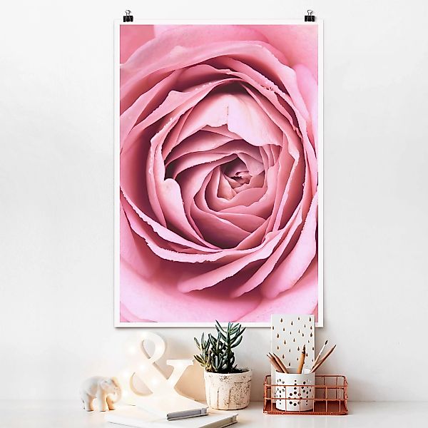 Poster Blumen - Hochformat Rosa Rosenblüte günstig online kaufen