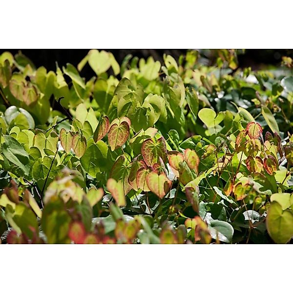 Epimedium X Cult.'Amber Queen' Ca. 9x9 cm Topf günstig online kaufen