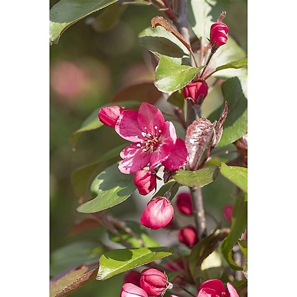 Malus Royalty Zierapfel Purpurrot 60–100 cm günstig online kaufen