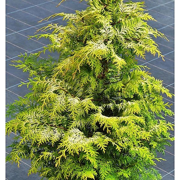 Zypresse Sunny Kiss 20-30cm - Chamaecyparis lawsoniana günstig online kaufen