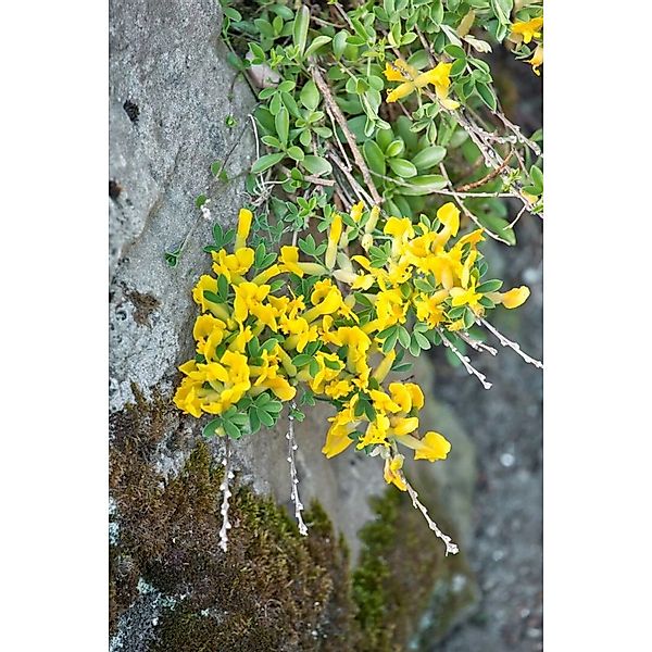 Chamaecytisus Ratisbonensis Regensburger Geißklee 20-30 cm günstig online kaufen