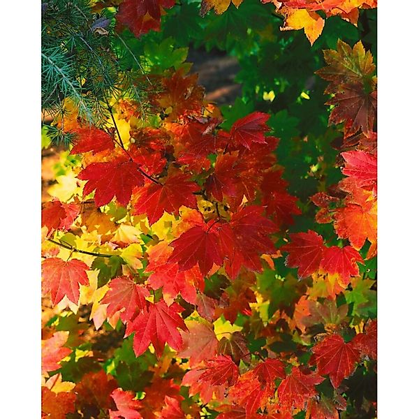Acer Circinatum Rundblättriger Ahorn 125–150 cm Leuchtend Rot günstig online kaufen