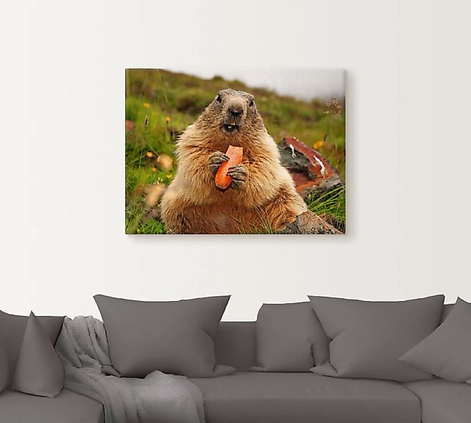 Artland Wandbild »Murmeltier«, Wildtiere, (1 St.), als Leinwandbild, Poster günstig online kaufen