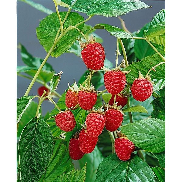 Rubus Idaeus Heritage Himbeere Rot 40–60 Cm günstig online kaufen