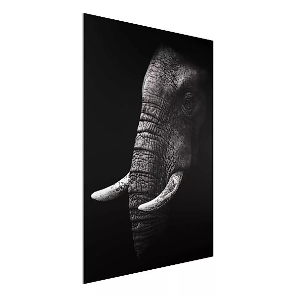 Alu-Dibond Bild Schwarz-Weiß - Hochformat 3:4 Dunkles Elefanten Portrait günstig online kaufen