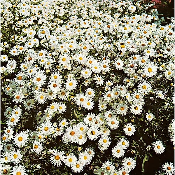 Aster Novi-belgii Schneeberg Glattblattaster Ca. 9x9 cm Topf günstig online kaufen