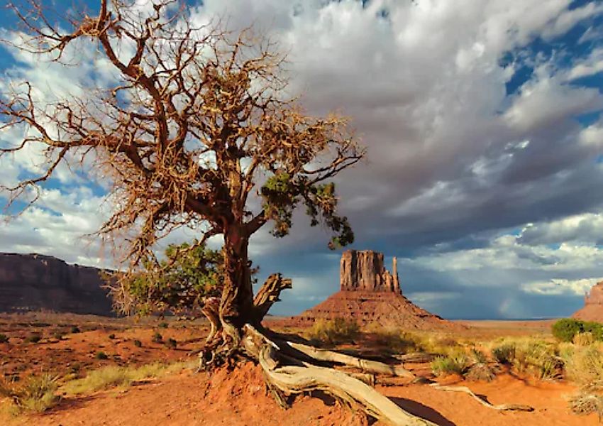 Papermoon Fototapete »Toter Baum in Wüste« günstig online kaufen