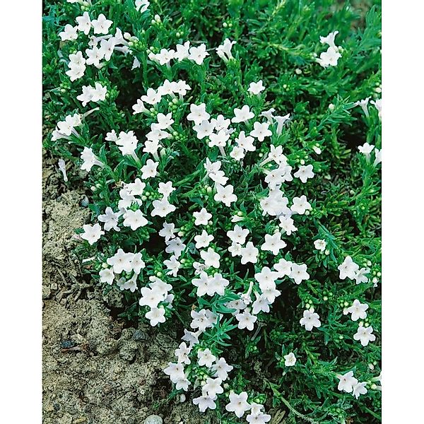Lithodora Diffusa Alba Steinsame Ca. 9x9 cm Topf günstig online kaufen