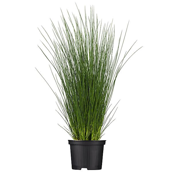 Blaugrüne Binse Blau Topf-Ø ca. 9 cm x 9 cm Juncus inflexus günstig online kaufen