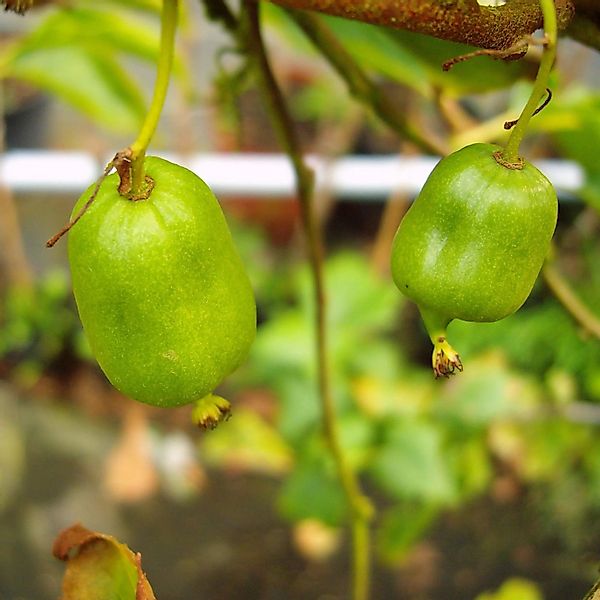 Kiwi Bayernkiwi, männlich 60 - 80 cm Actinidia arguta günstig online kaufen