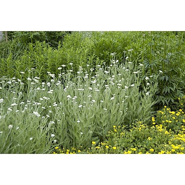 Achillea Millefolium Gemeine Schafgarbe Ca. 9x9 cm Topf günstig online kaufen