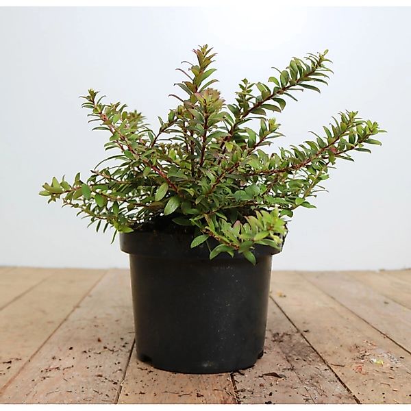 Gaultheria Itoana Immergrün 20–25 cm günstig online kaufen