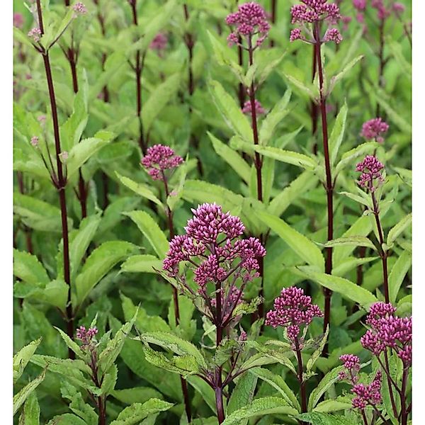 Wasserdost Phantom - Eupatorium fistulosum günstig online kaufen