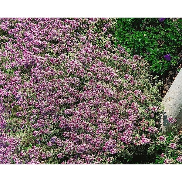 Thymus X Citriodorus Lammefjord Zitronenthymian Ca. 9x9 cm Topf günstig online kaufen