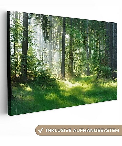 OneMillionCanvasses® Leinwandbild Natur - Bäume - Wald - Grün - Sonne - Gra günstig online kaufen