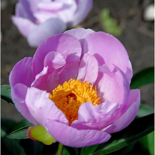 Edelpfingstrose Nymphe - Paeonia,actiflora günstig online kaufen