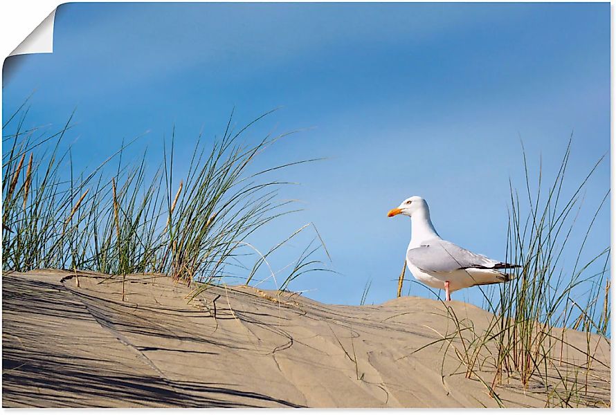 Artland Poster "Möwe in Dünenlandschaft", Strand, (1 St.), als Alubild, Lei günstig online kaufen