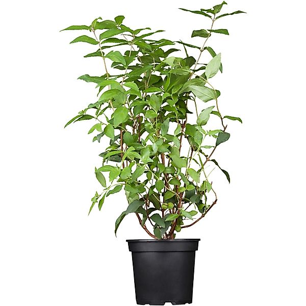 OBI Deutzie Plena Weiß Höhe ca. 50 - 60 cm Topf ca. 3,5, Deutzia günstig online kaufen