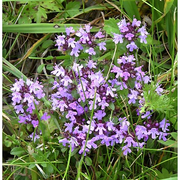 Kleine Braunelle - Prunella vulgaris günstig online kaufen