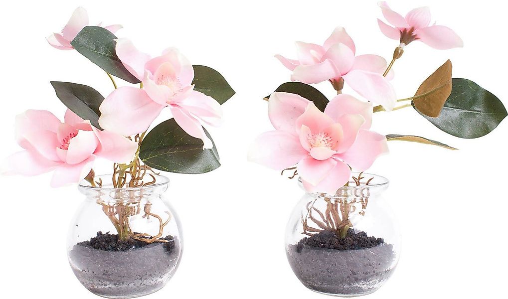 Kunstblume Magnolie im Glas, Botanic-Haus, Höhe günstig online kaufen