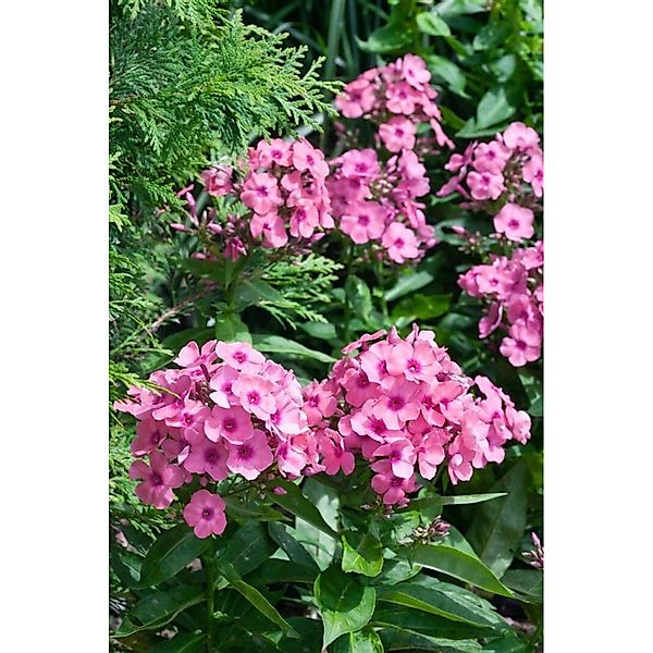Phlox Paniculata Jeff's Pink Flammenblume Ca. 11x11 cm Topf günstig online kaufen