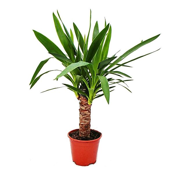 Exotenherz Zimmerpflanze Yucca Palme - Palmlilie -14cm Topf günstig online kaufen