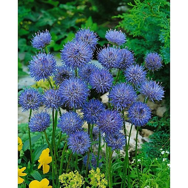 Pflanzen für Dich Staude Jasione laevis Blaulicht, 1 St., Sandrapunzel, Bla günstig online kaufen