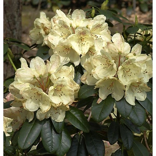 INKARHO - Rhododendron Festivo 25-30cm - Alpenrose günstig online kaufen