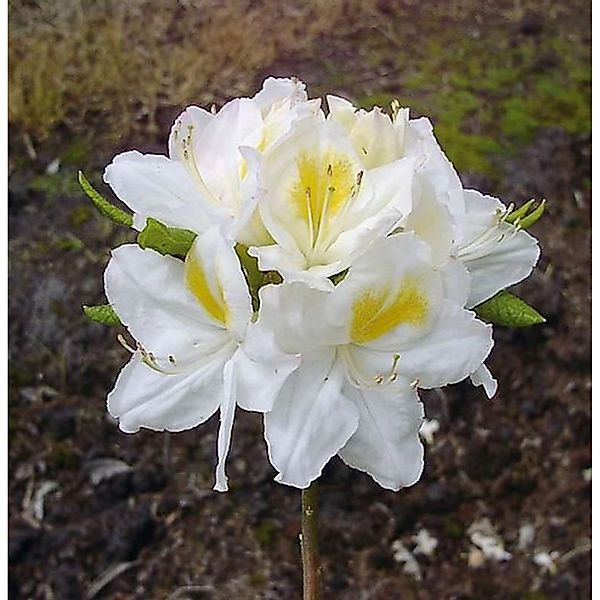 Azalee Persil 60-70cm - Rhododendron luteum - Alpenrose günstig online kaufen