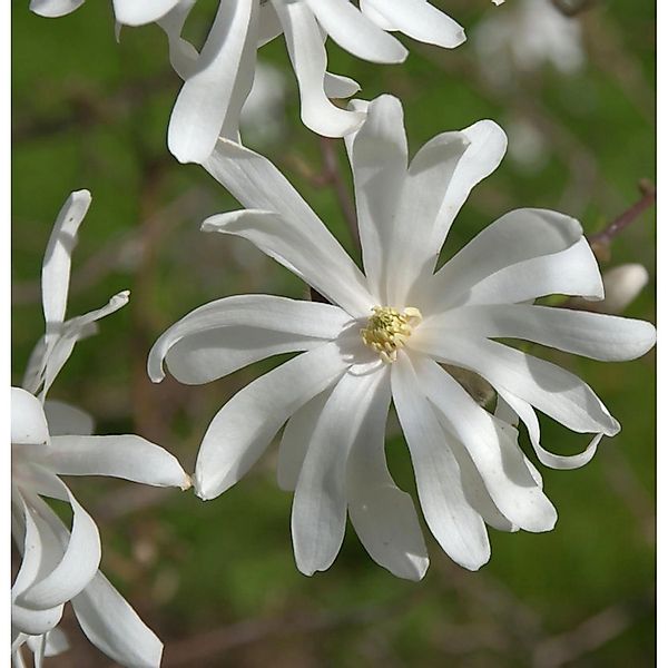 Hochstamm Sternmagnolie Royal Star 100-125cm - Magnolia stellata günstig online kaufen