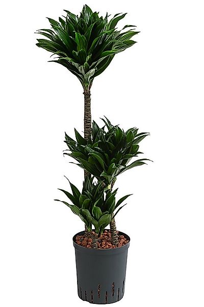 Dehner Zimmerpflanze Drachenbaum, Dracaena compacta, in Hydrokultur, mehrst günstig online kaufen