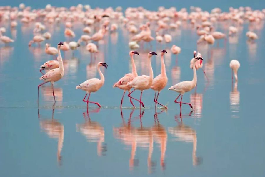 Papermoon Fototapete »Flamingos« günstig online kaufen