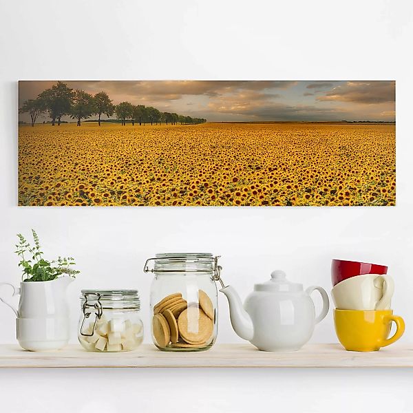 Leinwandbild Natur & Landschaft - Panorama Feld mit Sonnenblumen günstig online kaufen