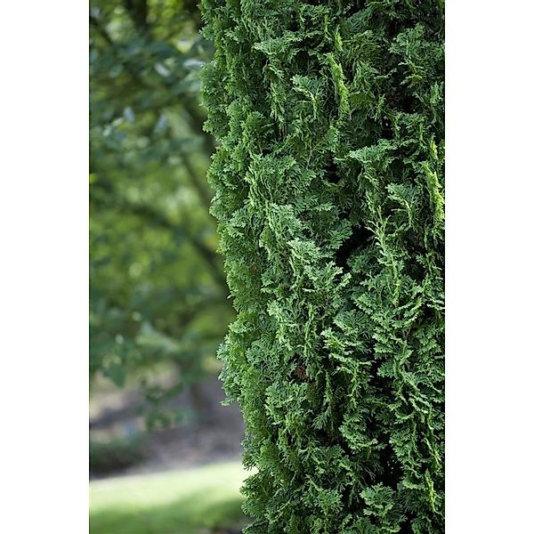 Thuja occidentalis 'Degroot Spire' 30-40 cm günstig online kaufen