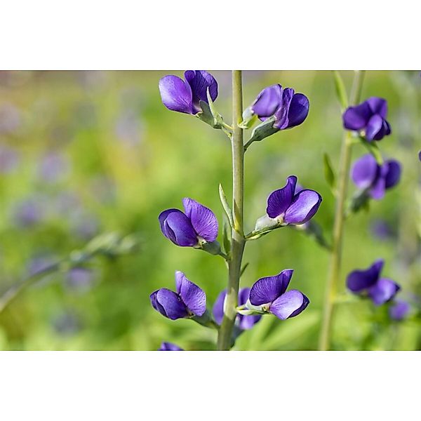 Baptisia Australis Indigolupine Ca. 9x9 cm Topf günstig online kaufen