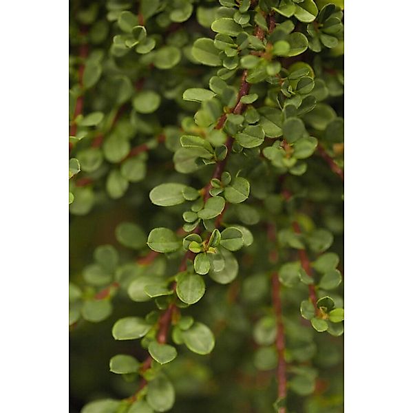 Pflanzen für Dich Bodendecker Cotoneaster micro. Cochleatus, 1 St., Kriechm günstig online kaufen