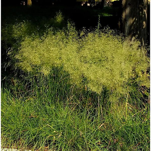 Waldschmiele Bronzeschleier - Deschampsia günstig online kaufen