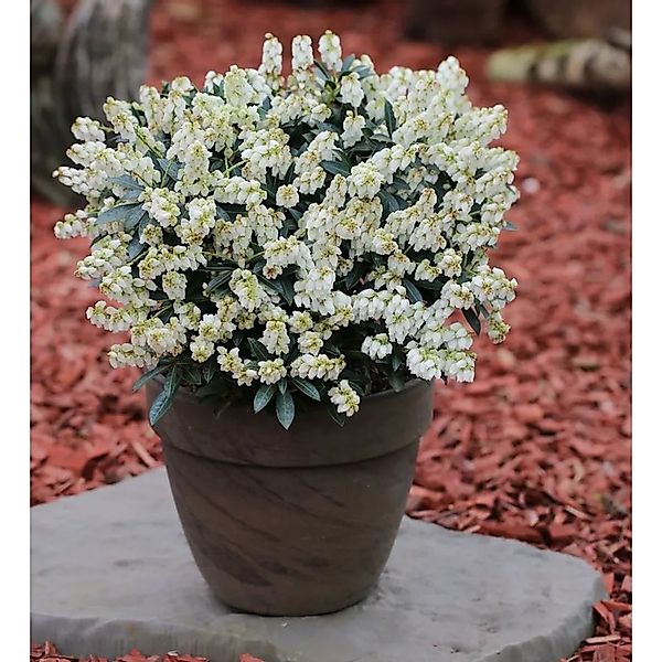 Schattenglöckchen Lavendelheide Debutante 15-20cm - Pieris japonica günstig online kaufen